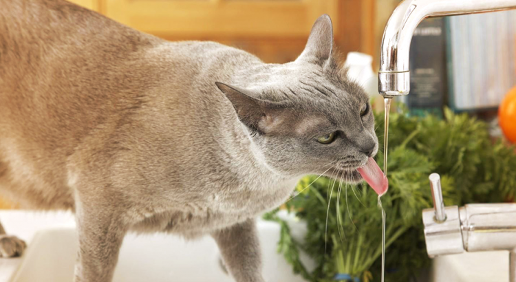 gato bebe água