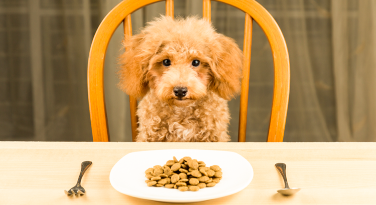 Cachorrinho fofo sentado na mesa, observando um prato de ração