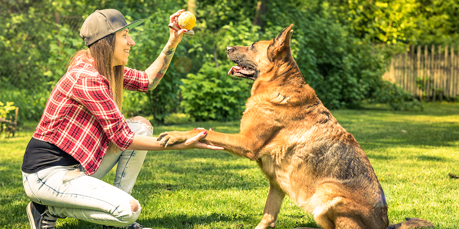 Tudo Sobre Cachorros - o melhor site sobre cães em 2023  Perguntas e  respostas brincadeira, Cachorro, Perguntas para brincadeiras