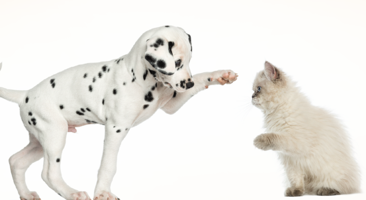 Cachorrinho brincando com um gatinho em um fundo branco