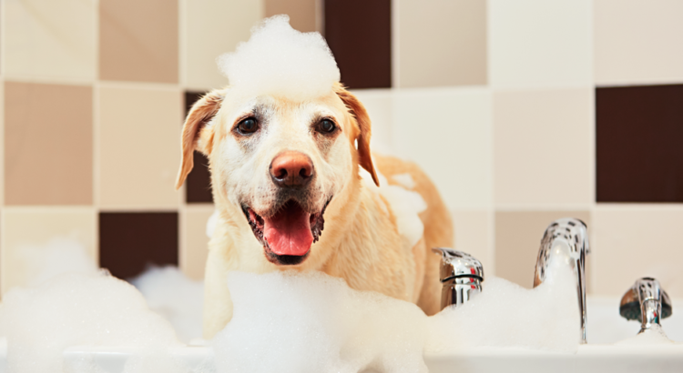 Cachorro sorrindo no banho com espuma