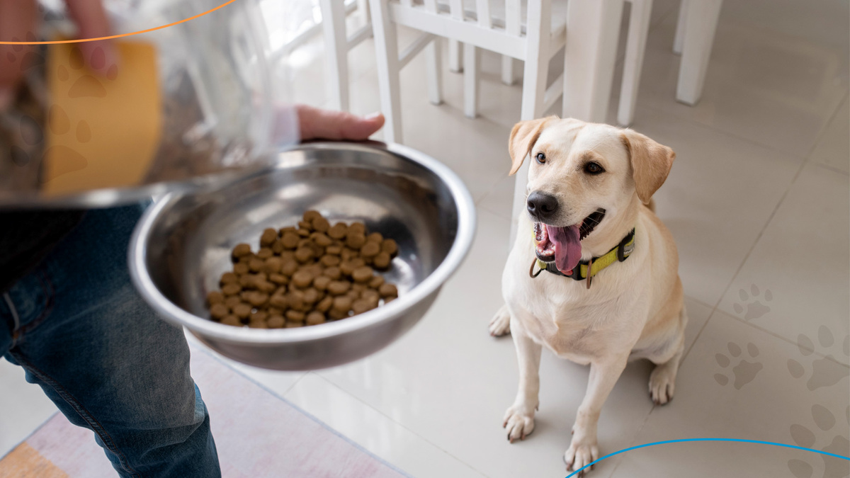 Veja os 10 Hábitos para Manter seu Cachorro Saudável  Lindos filhotes de  cachorro, Cachorro, Cachorrinhos fofinhos