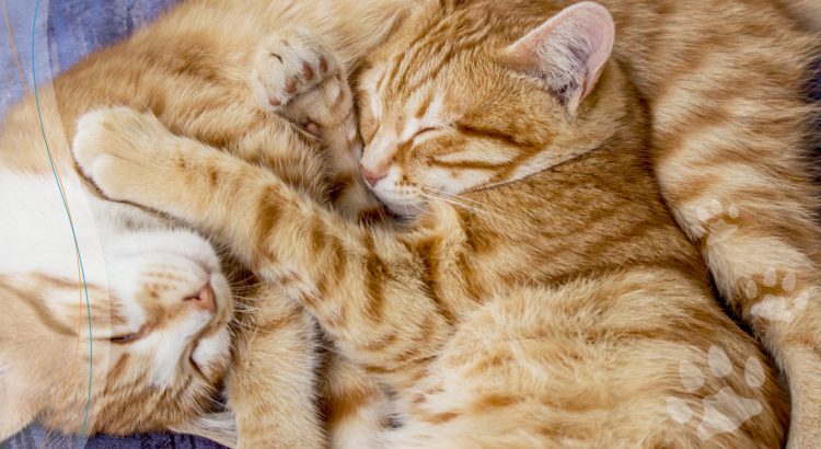 Quantas horas um gato dorme por dia - sono do gato - petshop - gatos