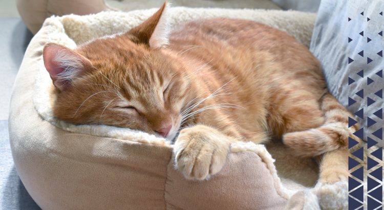 Cama para gatos - Sono do gato - gatos - onde o gato deve dormir
