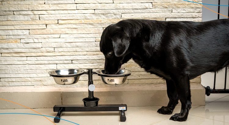 Comedouro para pet utilizado na alimentação de cães