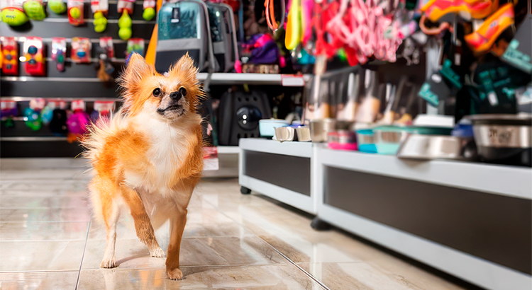 Um cachorro está conferindo as tendências para o mercado pet